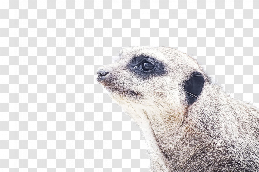 Meerkat Mongoose Snout Whiskers Transparent PNG