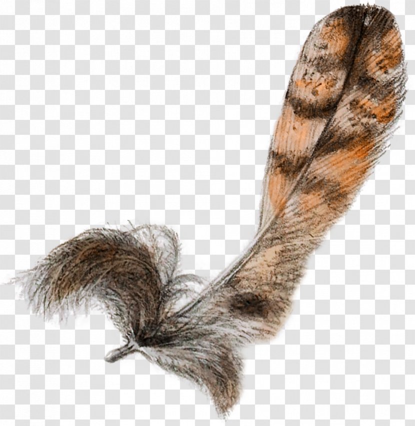 Fur - Retro Feather Transparent PNG