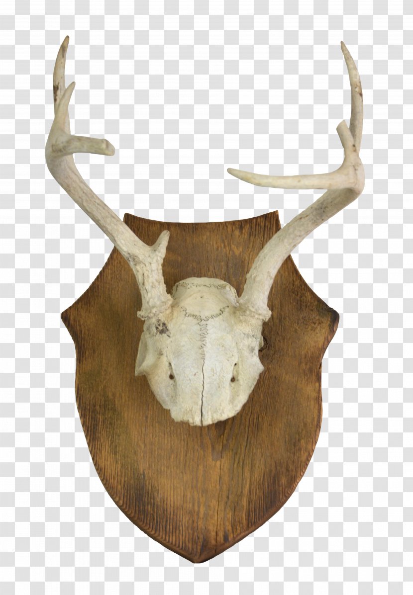 White-tailed Deer Antler Horn Bone - Sales Transparent PNG