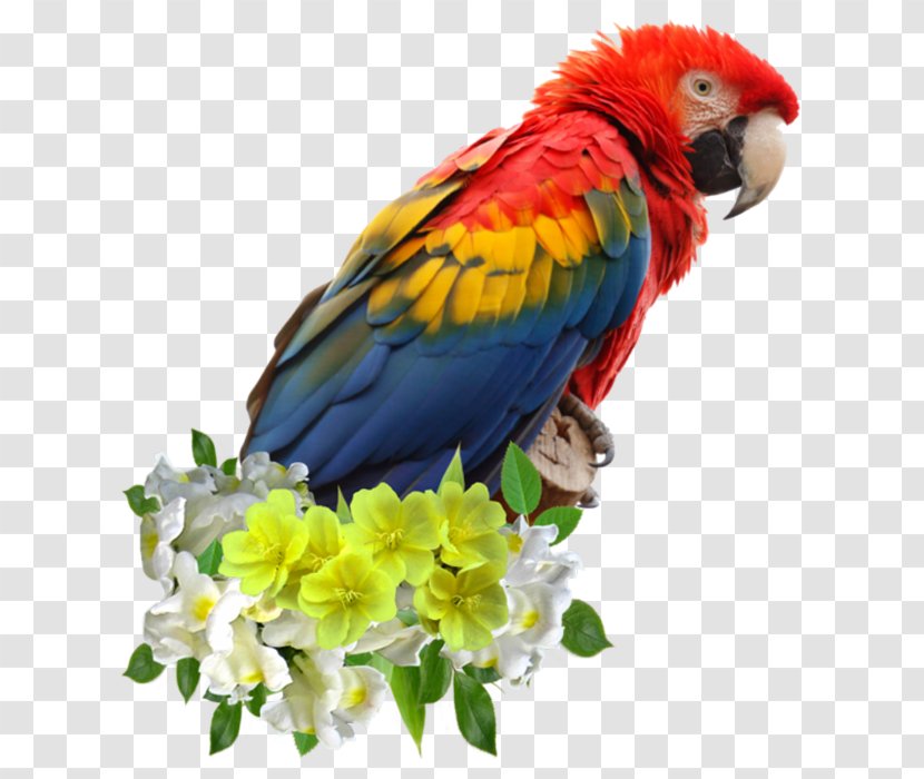 Scarlet Macaw Parrot Bird Red-and-green Blue-and-yellow - Feather Transparent PNG