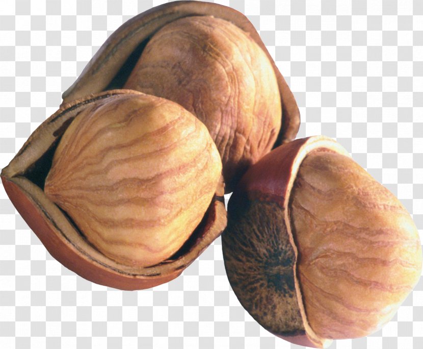 Chestnut Peanut Hazelnut Nuts - English Walnut - Acorn Transparent PNG
