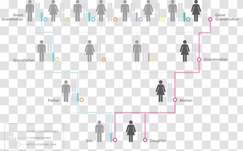 Chromosome haplogroup y Using Y