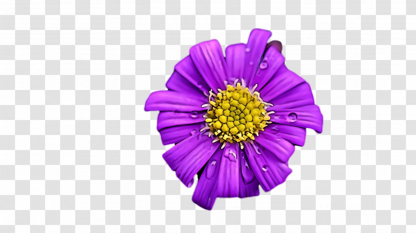 Flower Violet Purple Petal Plant - Zinnia China Aster Transparent PNG
