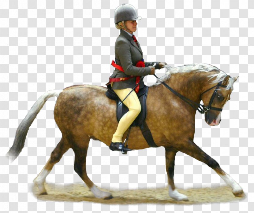 Welsh Pony (Section B) Mare And Cob Equestrian - Horse Like Mammal - Riding Transparent PNG