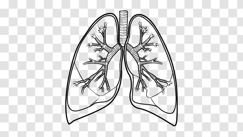 Lung Drawing Bronchus Human Body - Silhouette - Cartoon Transparent PNG