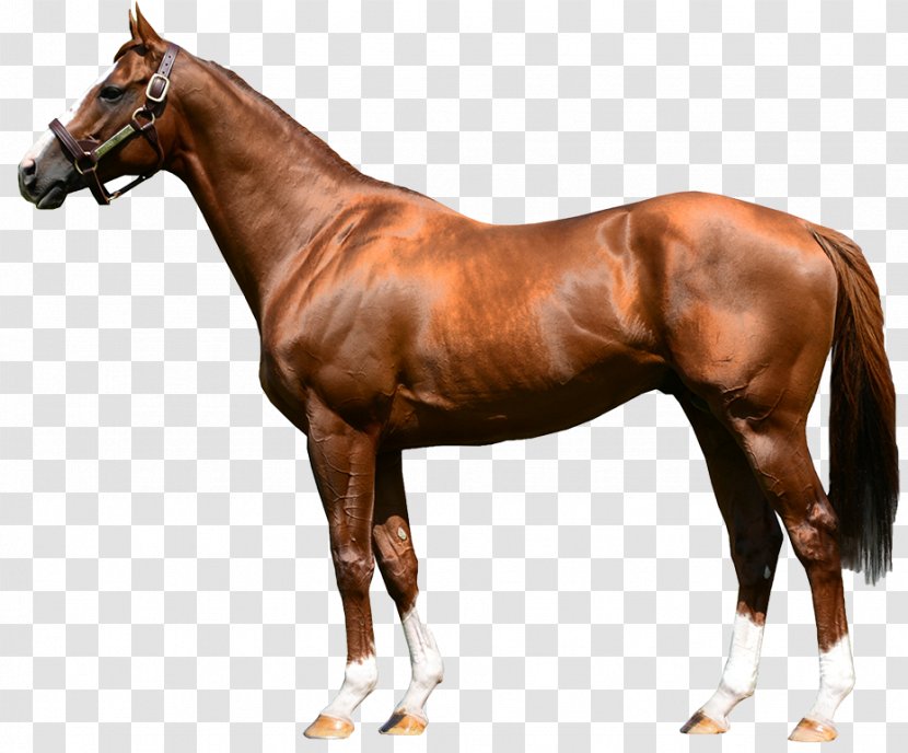 Stallion Arabian Horse Foal Breyer Animal Creations Model - Harness Transparent PNG