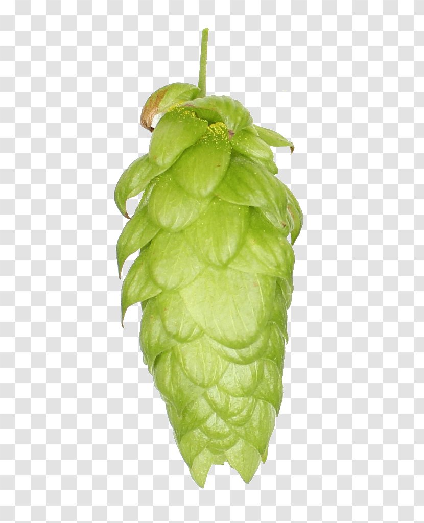 Common Hop Leaf Fruit Hops - Cone Steiner Transparent PNG