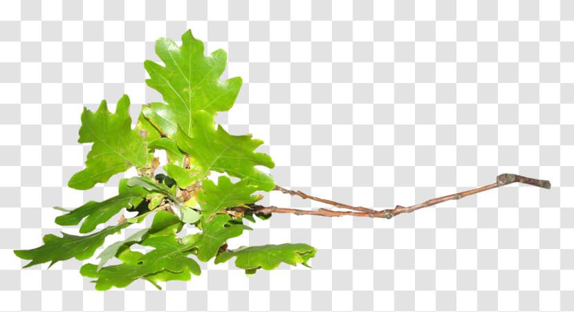 Twig Leaf Tree - Acorn Transparent PNG