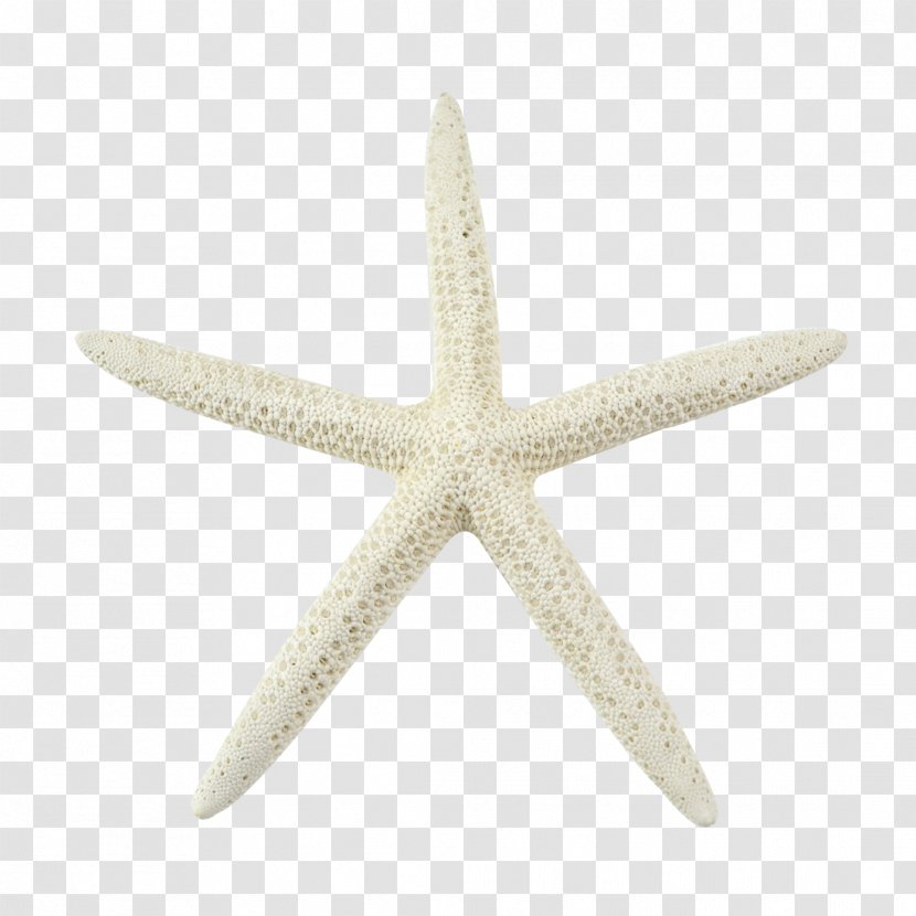 Starfish Bleach Marine Invertebrates Echinoderm - Beach - Sea Star Transparent PNG