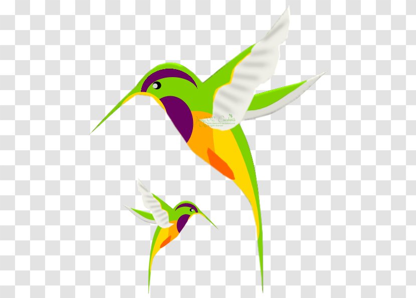 Hummingbird Drawing Stock Photography Clip Art - Beak - Feather Transparent PNG