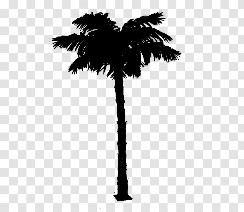 Asian Palmyra Palm Black & White - Coconut - M Date Leaf Plant Stem Transparent PNG
