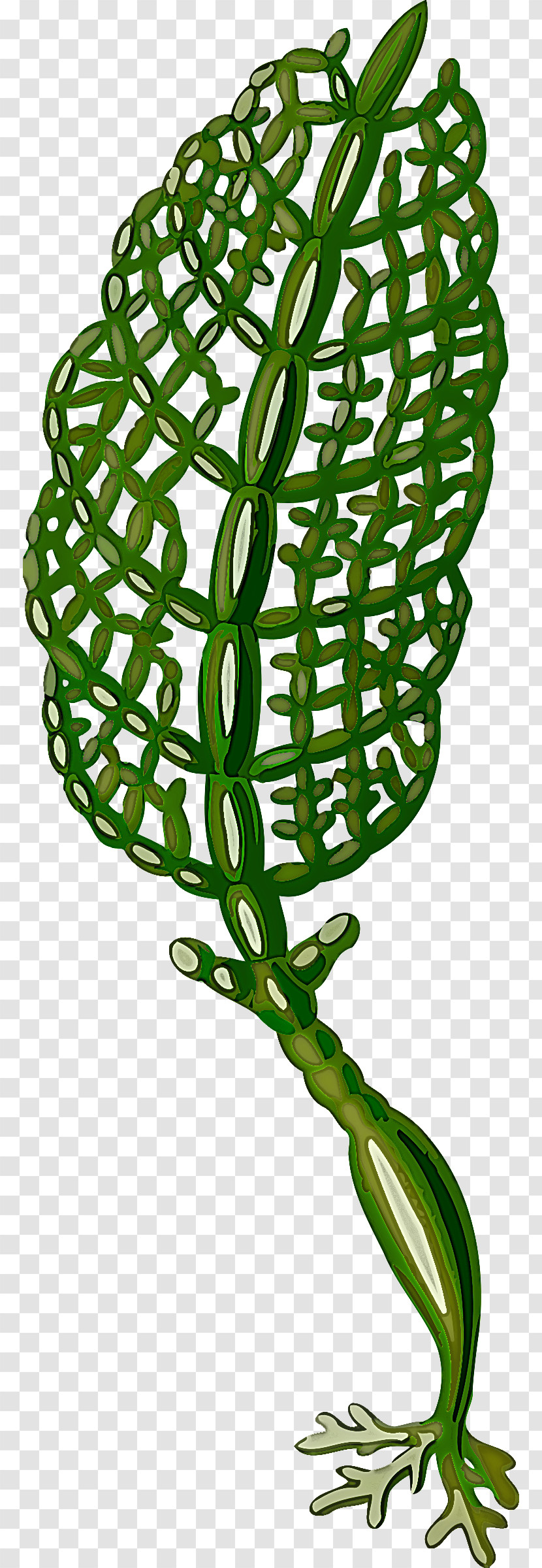 Plant Leaf Plant Stem Vascular Plant Flower Transparent PNG