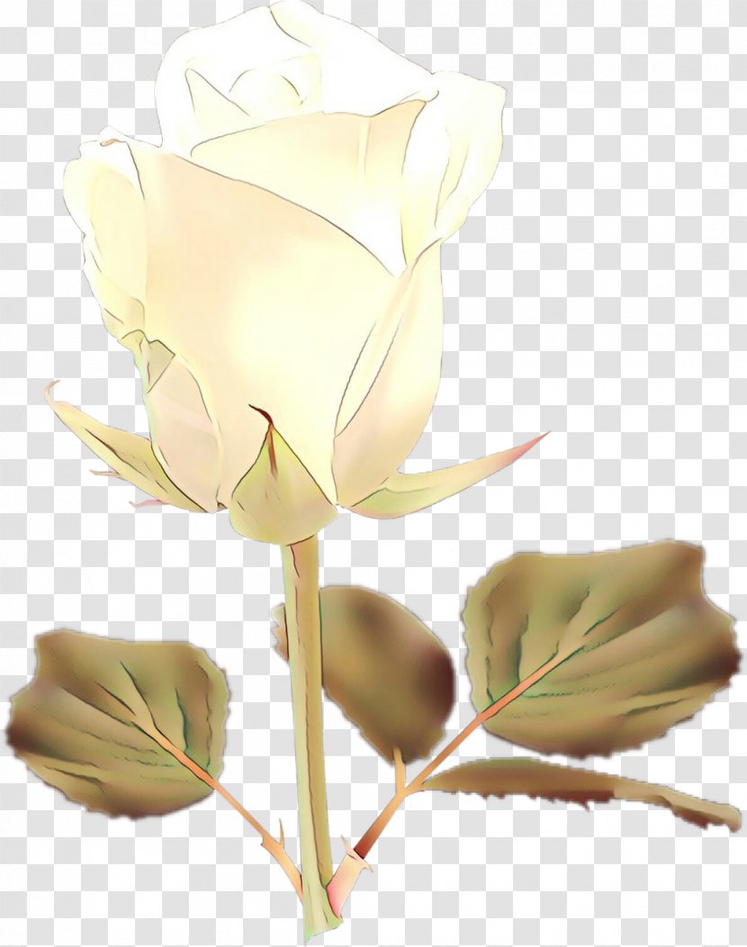 Rose - Plant Stem Transparent PNG