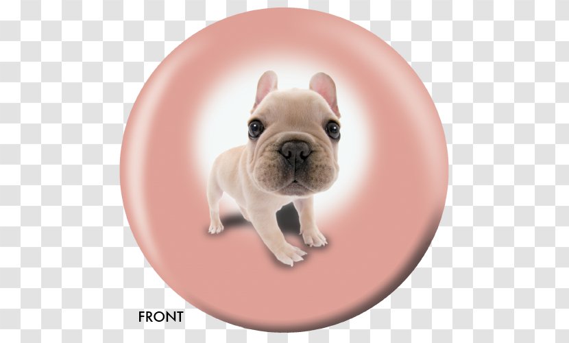 French Bulldog Toy Puppy Dog Breed Companion - Fawn Transparent PNG