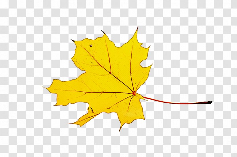 Maple Leaf - Tree - Deciduous Transparent PNG