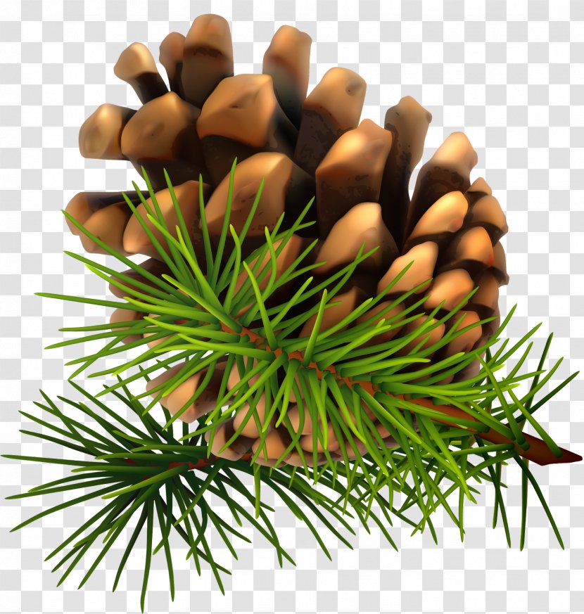 Pine Fir Conifer Cone Clip Art - Nut - Acorn Transparent PNG