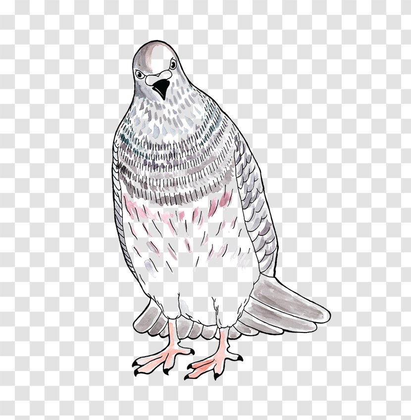 Owl Illustration Line Art Feather Beak - Bird Of Prey Transparent PNG