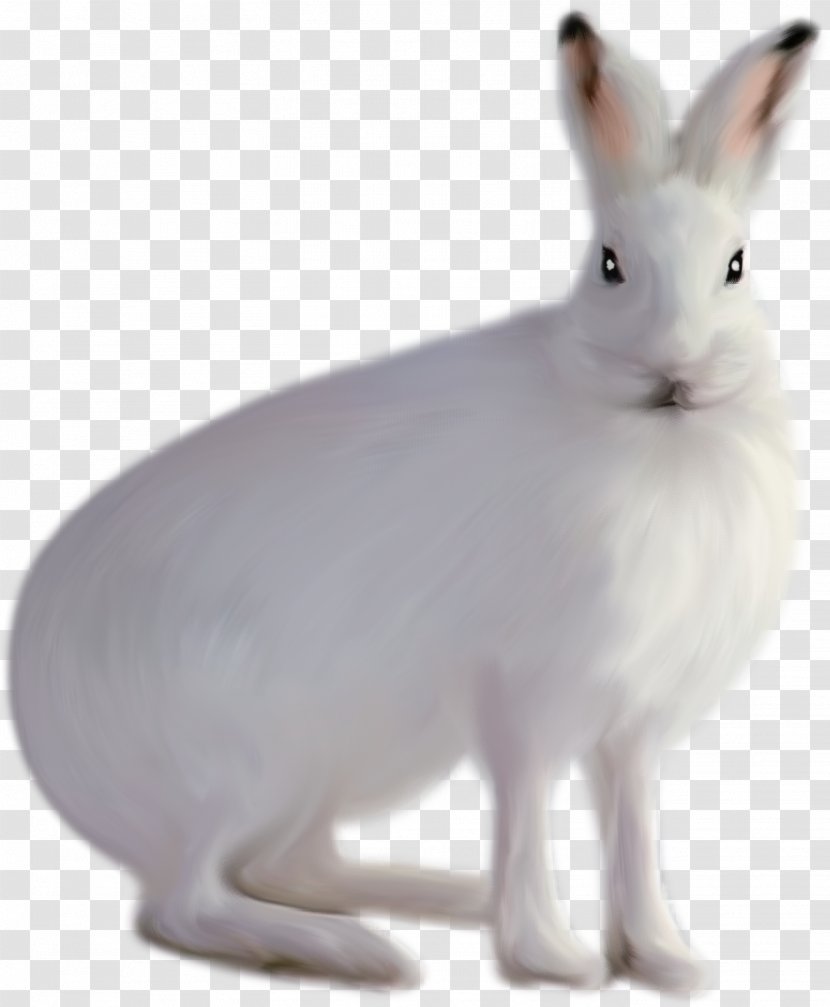 Domestic Rabbit Arctic Hare White - Rabits And Hares - Cute Little Element Transparent PNG