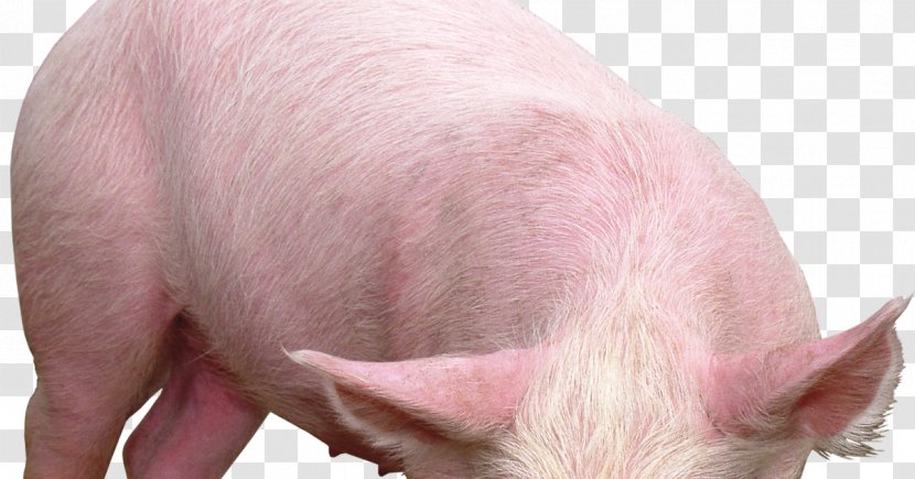 Galaxy Pig Vietnamese Pot-bellied - Vleesvarken - Hogs Transparent PNG