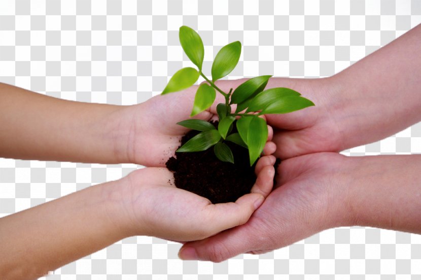 China Management Consulting Business Baidu - History - Care Of Green Planting Work Together Transparent PNG