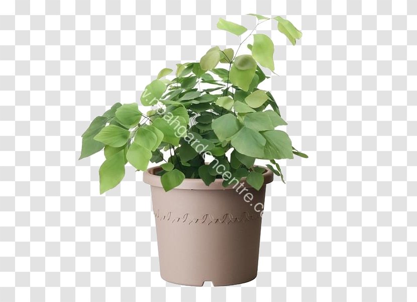 Aglaia Odorata Flowerpot Maidenhair Fern Nephrolepis Exaltata - Herb - Plant Transparent PNG