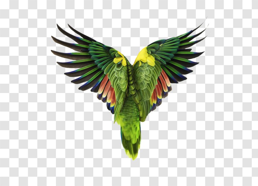 Bird Creature Parrot Photography Photographer - Parakeet Transparent PNG