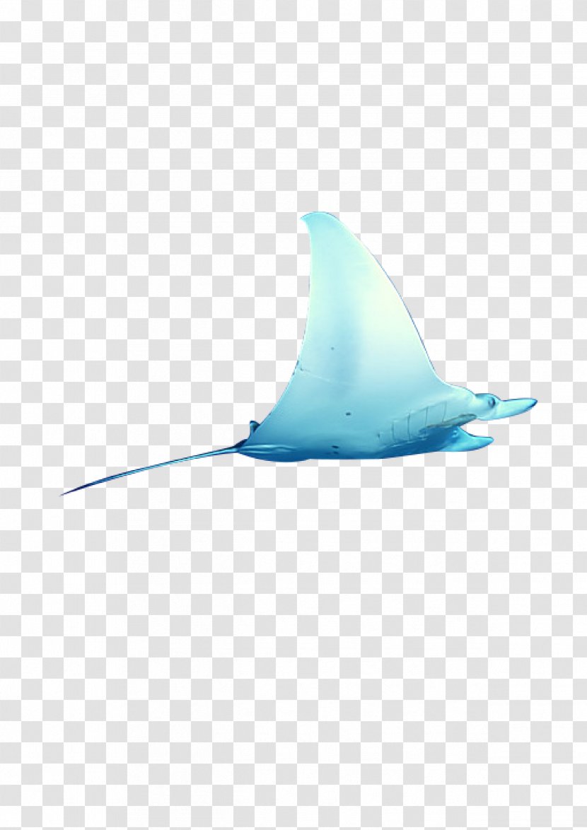 Shark Turquoise Dolphin Pattern - Fin - Fish Transparent PNG