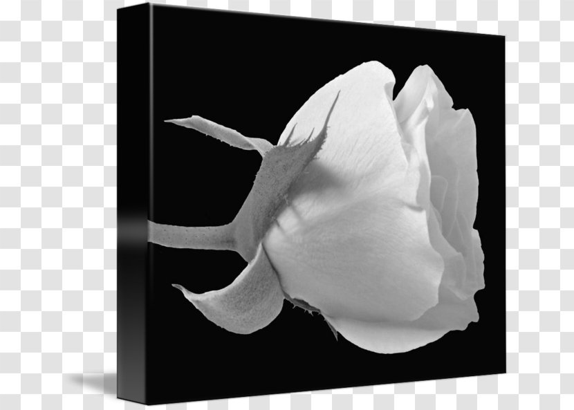 Rose Family Black And White Photography - Still Life Transparent PNG