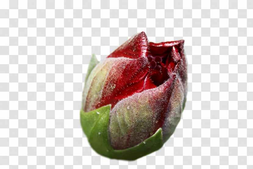 Bud Petal Flower Close-up Fruit Transparent PNG