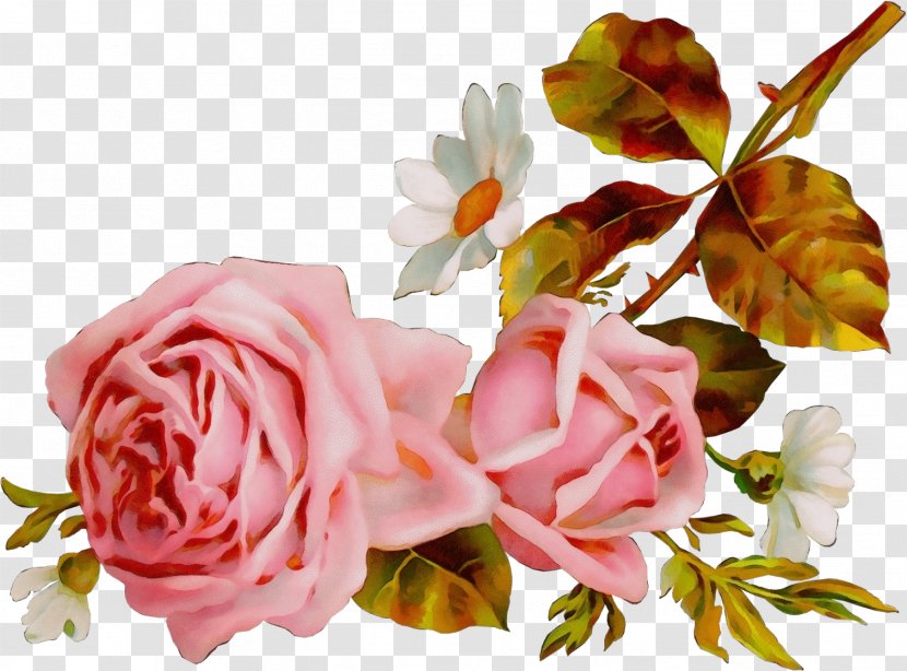 Garden Roses - Flower - Flowering Plant Transparent PNG