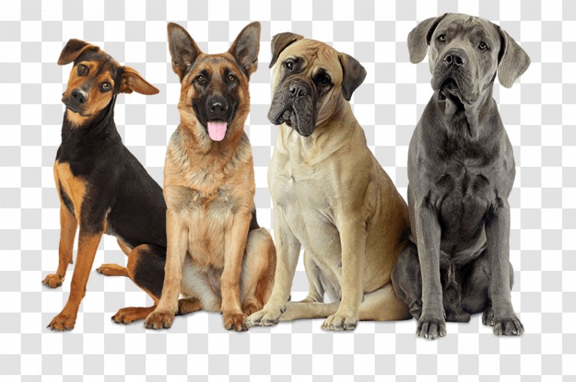 Cane Corso Bullmastiff Stock Photography Royalty-free - Dog Like Mammal Transparent PNG