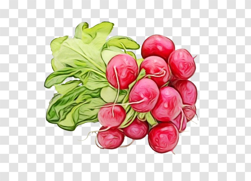 Garden Radish Food Velyki Kopani Vegetable Wholesale - Tulip Petal Transparent PNG