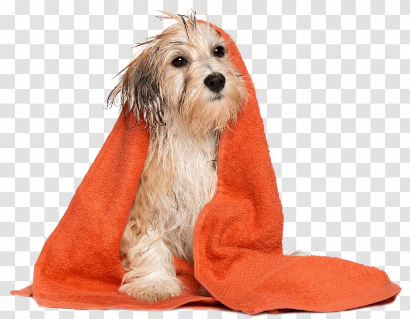 Dog Grooming Puppy Pet Daycare Labrador Retriever - Fur - Towel Transparent PNG