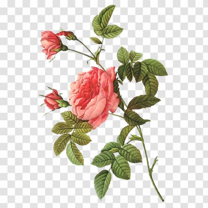 Garden Roses Beach Rose Decoupage Collage Cabbage Transparent PNG