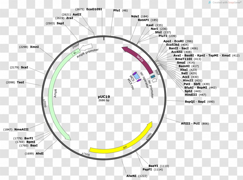 PUC19 Vector Plasmid Restriction Map Multiple Cloning Site - Promoter - Expression Transparent PNG