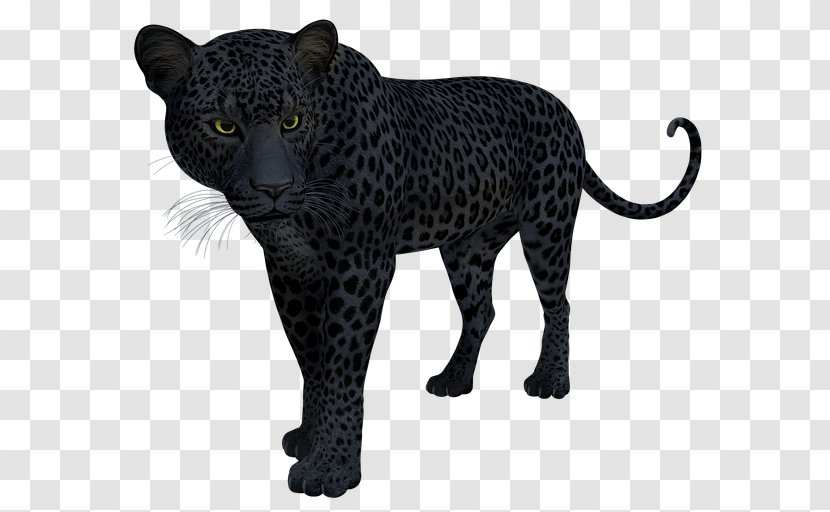 Black Panther Leopard Jaguar Cat T-shirt - Designer Transparent PNG