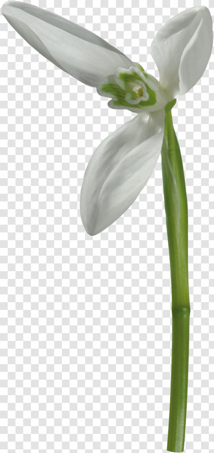 Galanthus Nivalis Flower Plant Stem Chomikuj.pl - Flowering - Snowdrop Transparent PNG