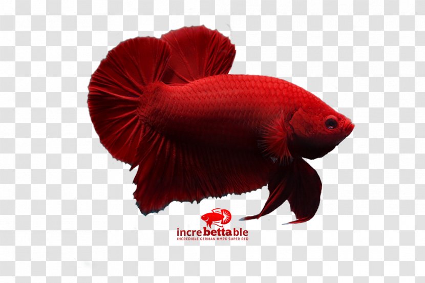 Siamese Fighting Fish Red Yellow Betta - Channoides Transparent PNG