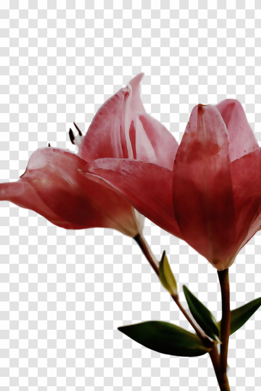 Royalty-free Close-up Flower Cut Flowers Plants Transparent PNG