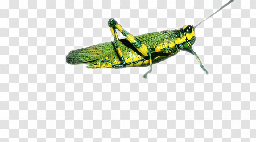 Grasshopper Locust Caelifera - Arthropod - Green Transparent PNG