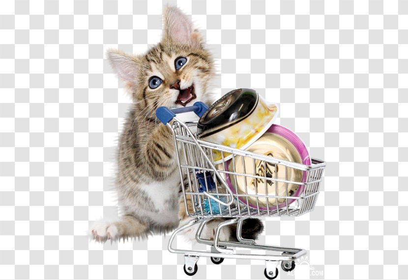 Pink Cat Kitten Shopping Cart Transparent PNG