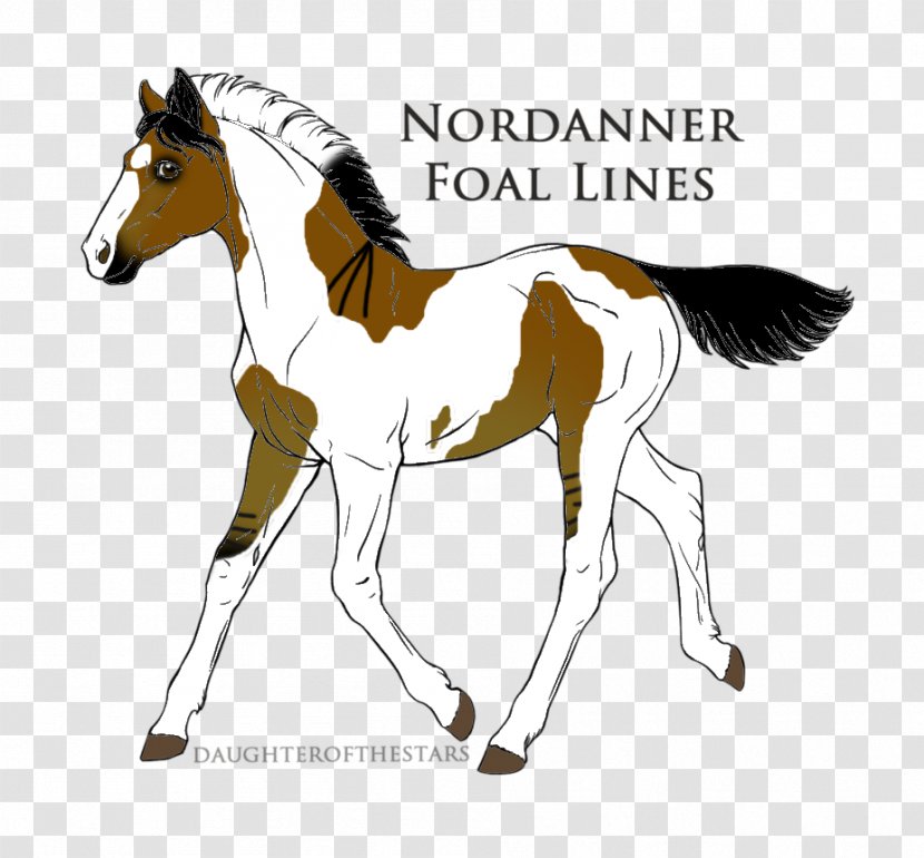 Mustang Foal Stallion Mare Colt Transparent PNG