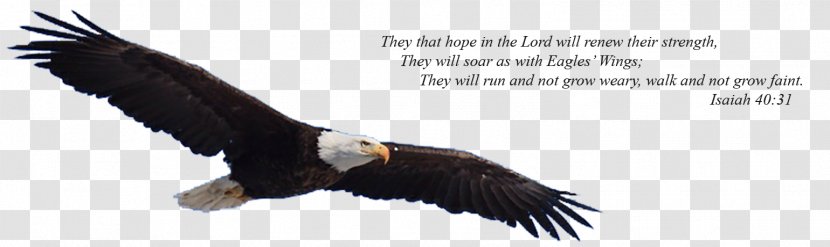 Bald Eagle On Eagle's Wings Vulture - Isaiah 40 - Eagles Transparent PNG