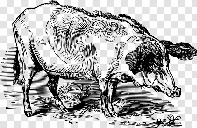 Domestic Pig Dairy Cattle Zebu - Black And White - Large Transparent PNG