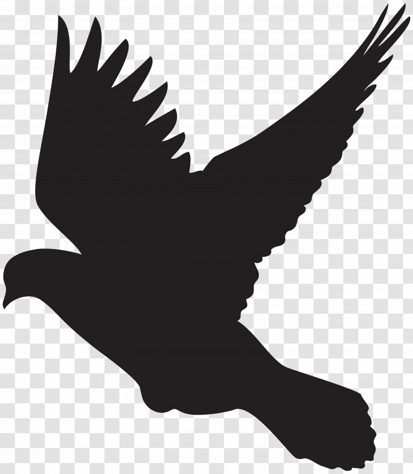 Columbidae Bird Flight Silhouette Clip Art - Of Prey - Flying Dove Transparent PNG