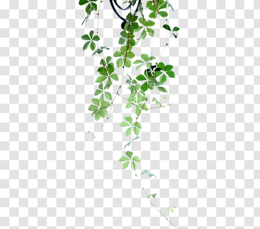 Plant Flower Poetry - Heart - Green Leaves Transparent PNG