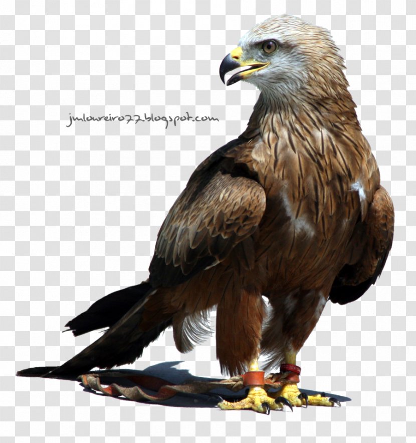 Eagle Desktop Wallpaper - Bird Of Prey Transparent PNG