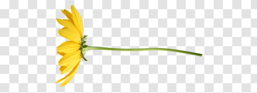 Flower Tulip Petal Clip Art - Plant Stem Transparent PNG