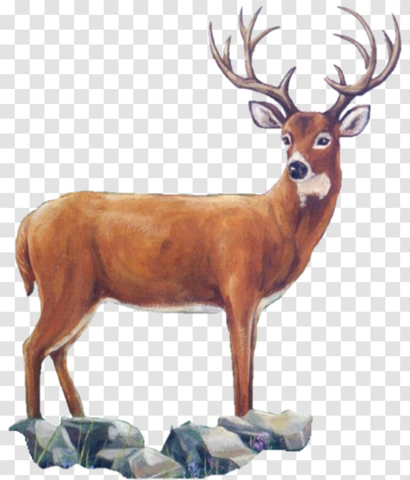 Reindeer White-tailed Deer Elk Antler - Tavern Transparent PNG