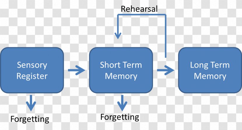 Atkinson–Shiffrin Memory Model Psychology Storage Information - Text - Sensory Transparent PNG